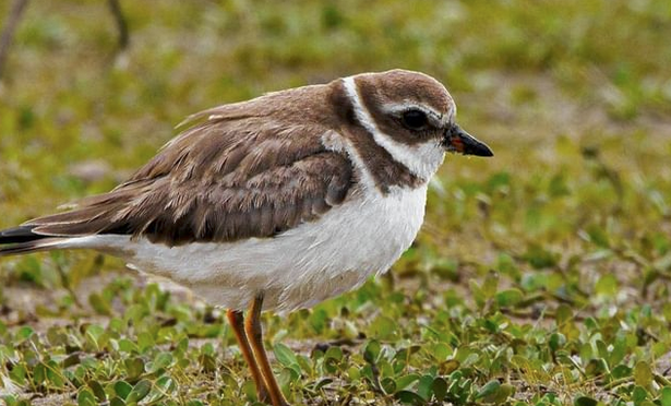 Spending time with a Semi-palmated Plover in NC
